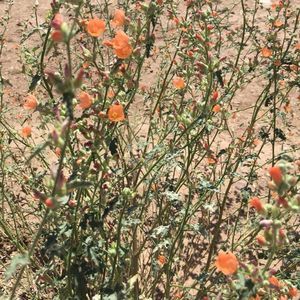 Meet your Posher, Pamela